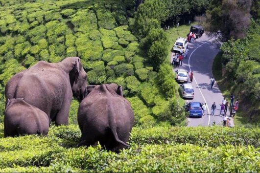 Cochin-Munnar-Thekkady-Alleppey-Kovalam-Trivandrum 6 Nights/7 Days